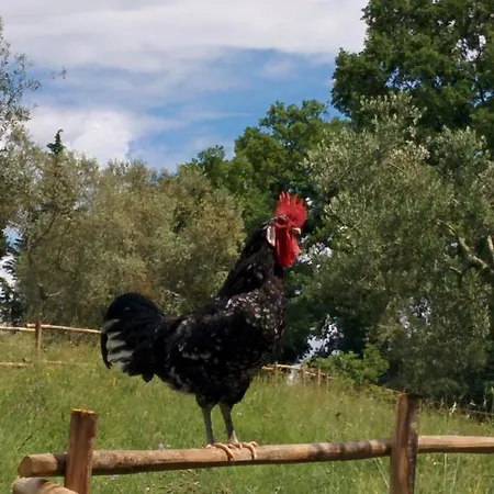 L'accolta *